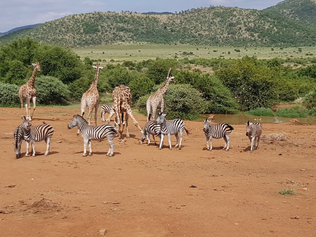 Zebras and Giraffes at a Waterhole.