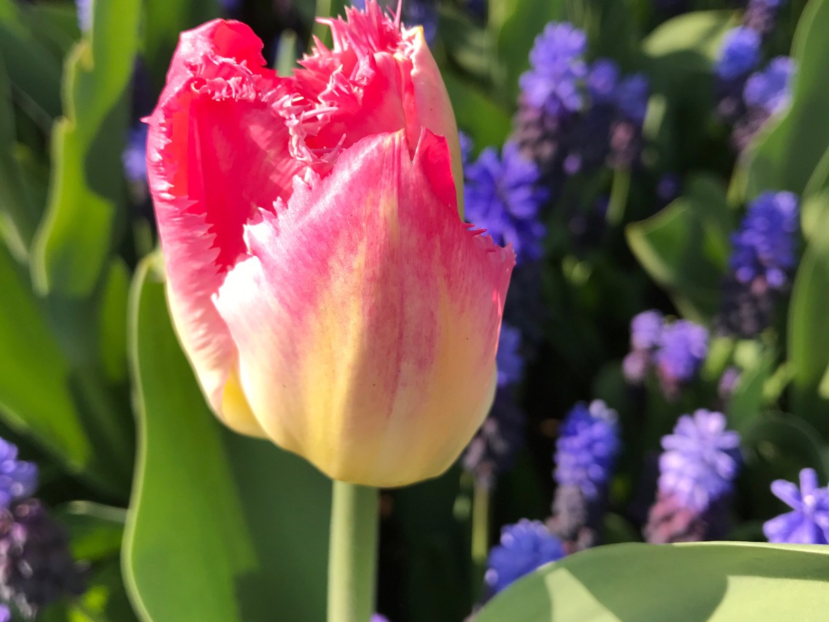 10 tips on must-haves when you go to see the tulips in Keukenhof this&nbsp;Spring
