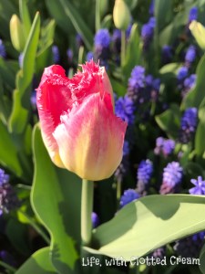 10 TIPS ON MUST-HAVES WHEN YOU GO TO SEE THE TULIPS IN KEUKENHOF THIS SPRING