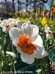 Einstein daffodils at Keukenhof, Holland