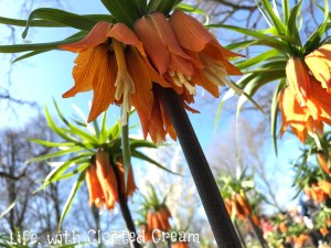 Fire flowers at Keukenhof