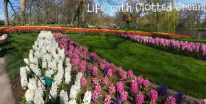 Pink and White Hyacinths