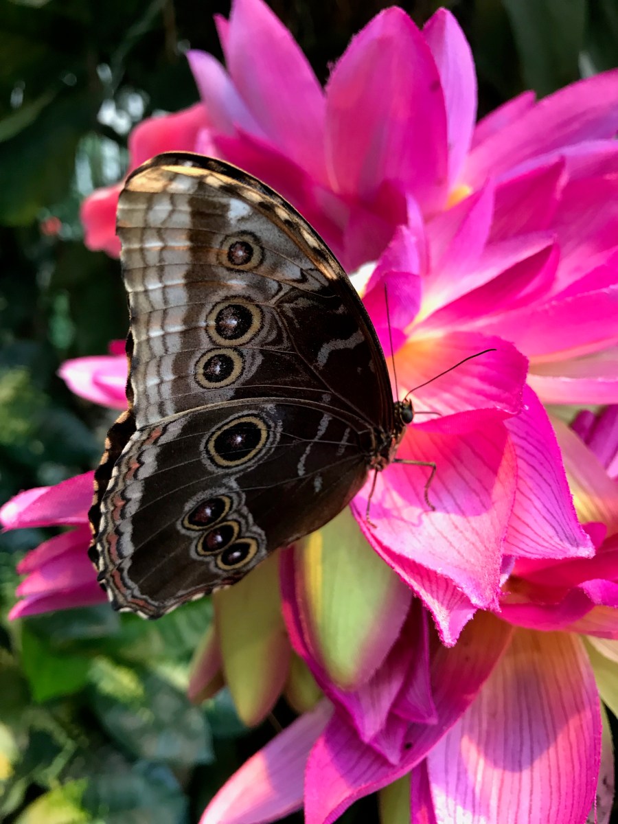 Beautiful Butterflies in&nbsp;Vienna