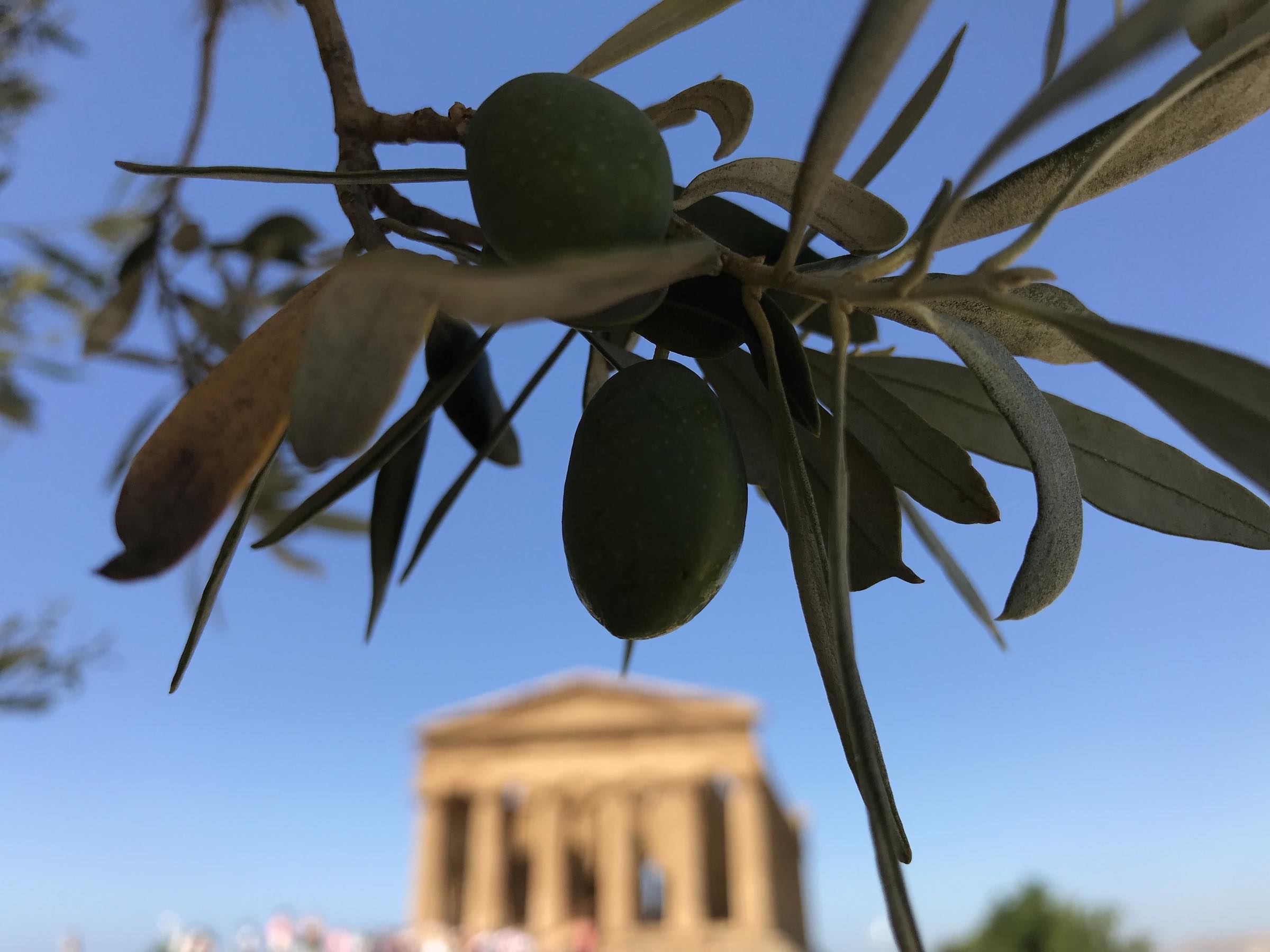 Olives with Temple of Concordia