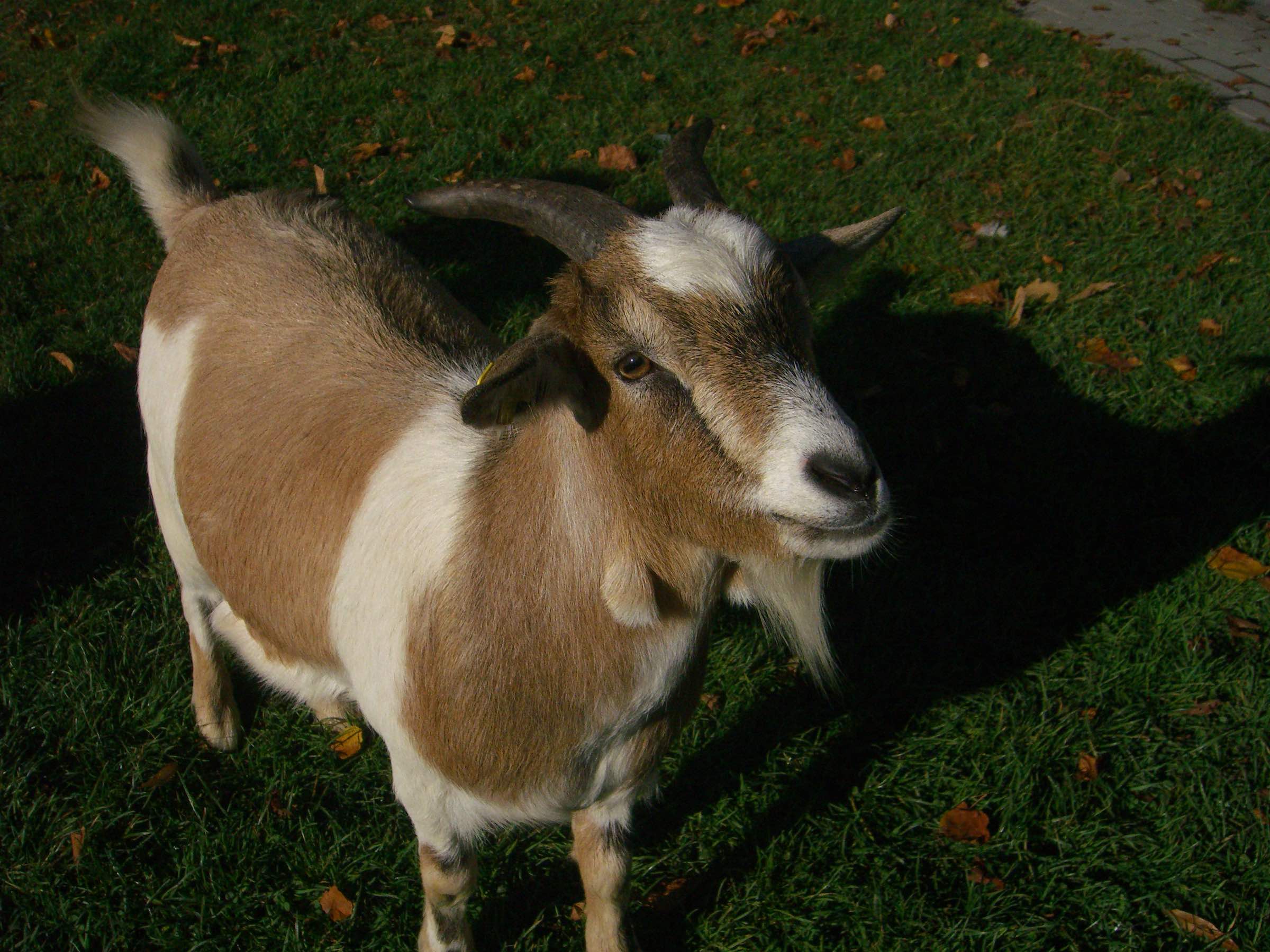 Goat in Maienfeld Switzerland