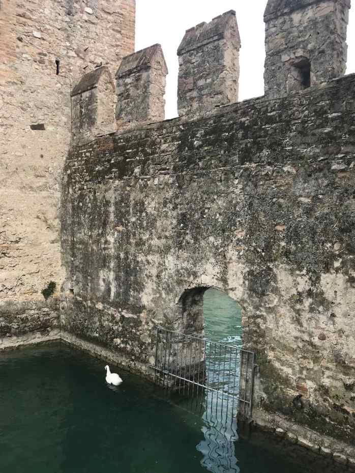 Swan in moat in Sirmione