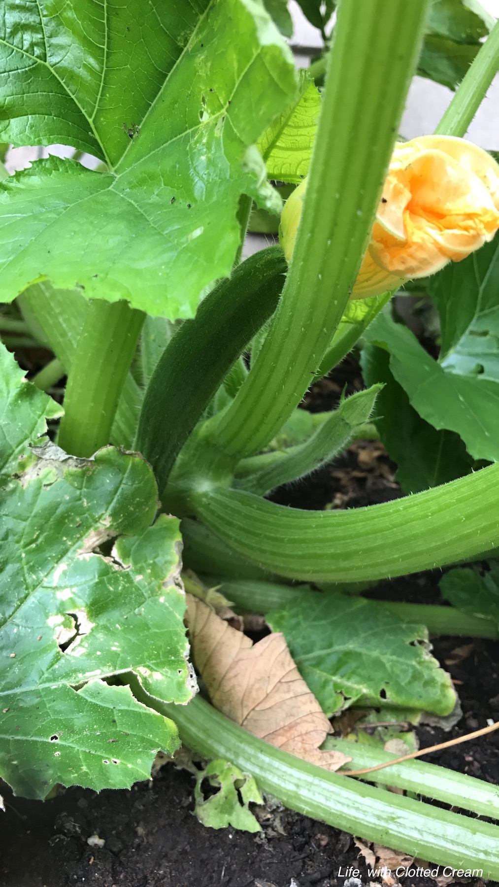 Courgette plant