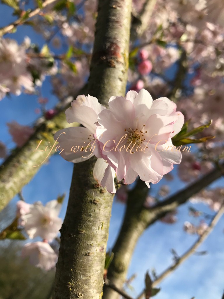 Keukenhof cherry blossom