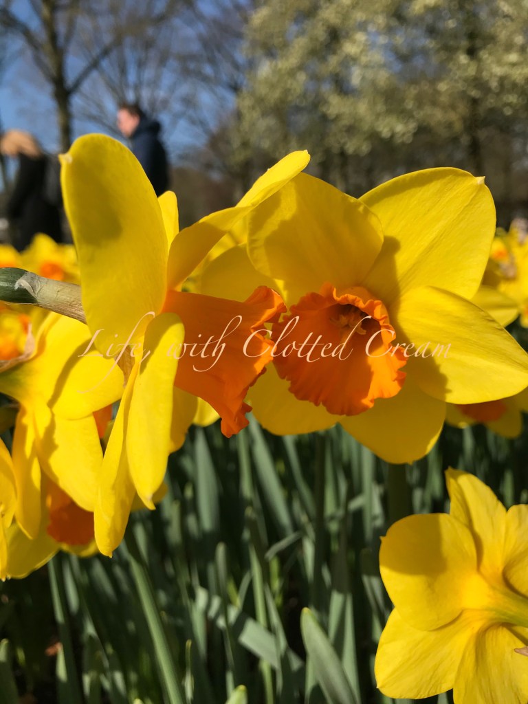 Keukenhof daffodils
